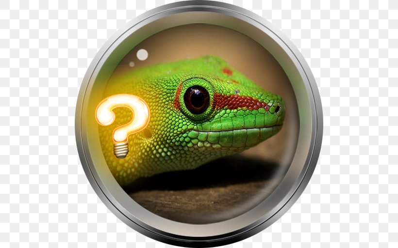 Lizard Eidechse Tokay Gecko 2018 Sónar, PNG, 512x512px, Lizard, Eidechse, European Green Lizard, Gecko, Geckos Download Free