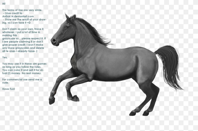 Mane Mustang Appaloosa Pony Stallion, PNG, 1024x680px, Mane, Appaloosa, Black And White, Breed, Bridle Download Free