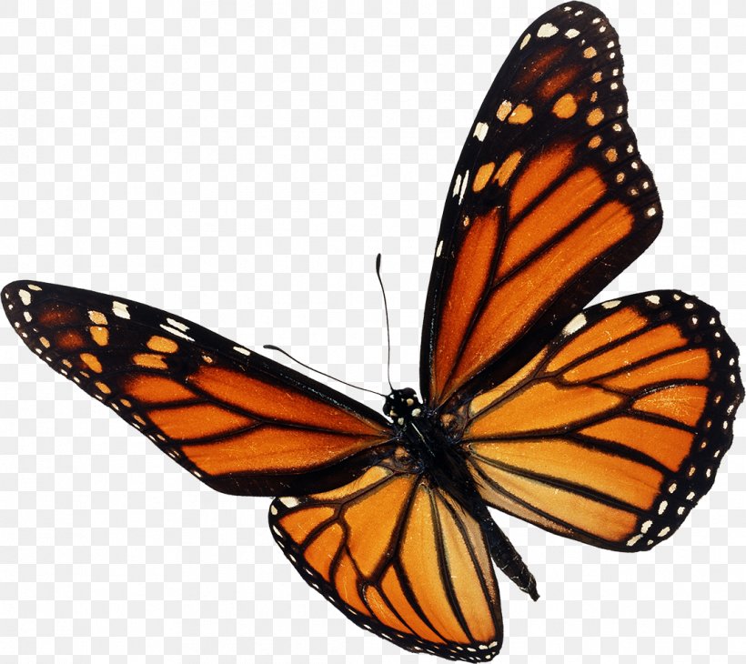 Monarch Butterfly Insect Stock Photography Royalty-free, PNG, 1086x967px, Butterfly, Animal Migration, Arthropod, Brush Footed Butterfly, Butterflies And Moths Download Free