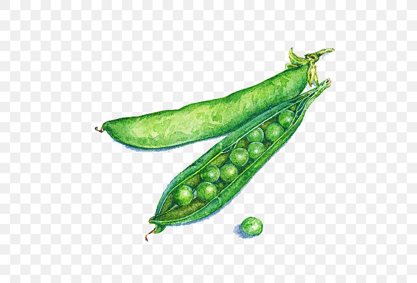 Pea Illustrator Watercolor Painting Food Illustration, PNG, 600x556px, Pea, Art, Botanical Illustrator, Broad Bean, Commodity Download Free