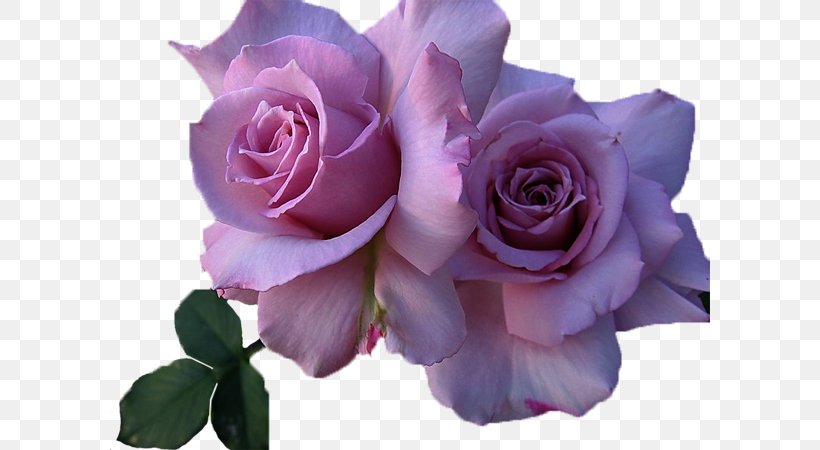 Still Life: Pink Roses Flower, PNG, 600x450px, Still Life Pink Roses, Blue, Blue Rose, Cut Flowers, Floribunda Download Free