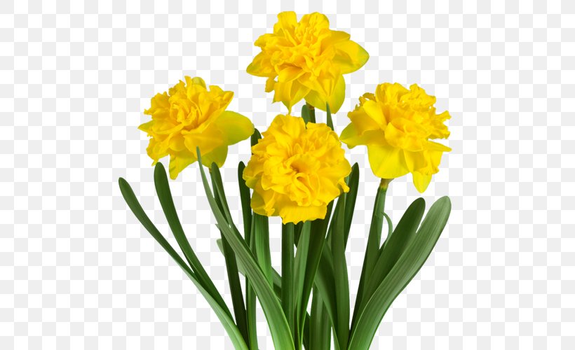 Fa. Bisschops Daffodil Narcissus Plant Cut Flowers, PNG, 500x500px, Fa Bisschops, Amaryllis, Amaryllis Family, Cut Flowers, Daffodil Download Free