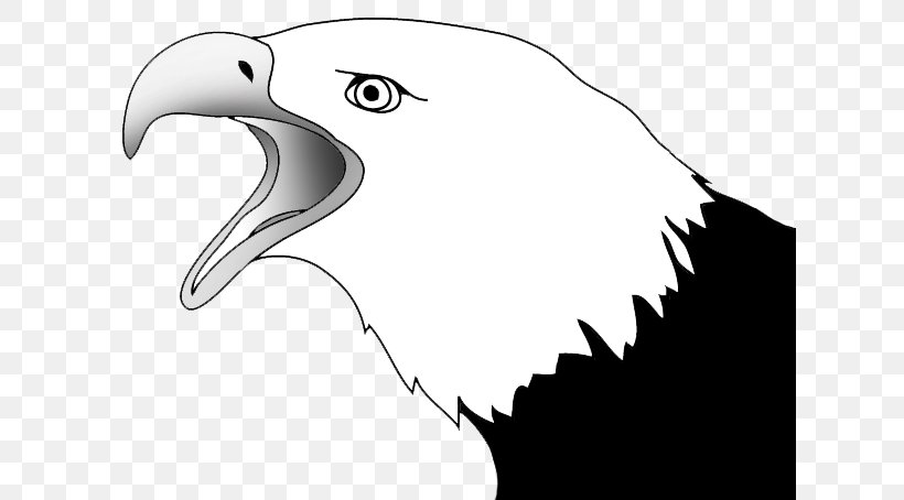 Bald Eagle Drawing Sketch, PNG, 624x454px, Bald Eagle, Accipitriformes, Art, Beak, Bird Download Free