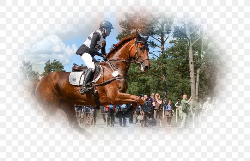 Eventing Stallion Hunt Seat Rein Horse, PNG, 800x529px, Eventing, Animal Sports, Bridle, Cross Country Equestrianism, Crosscountry Equestrianism Download Free