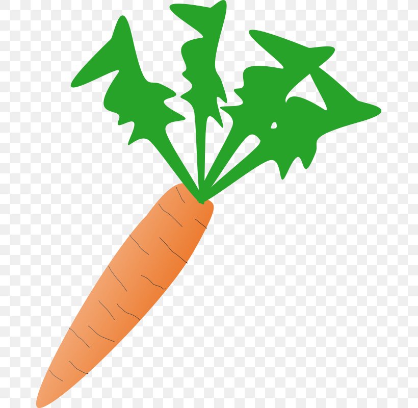 Carrot Vegetable Clip Art, PNG, 677x800px, Carrot, Food, Food Group, Free Content, Leaf Download Free