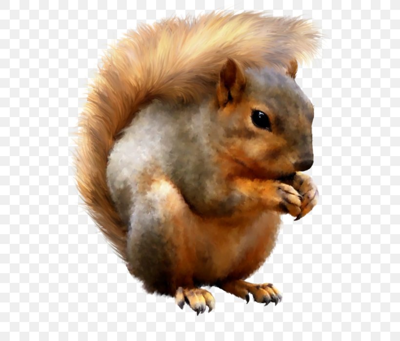 Fox Squirrel Black Squirrel, PNG, 630x699px, Fox Squirrel, Animal, Black Squirrel, Chipmunk, Fauna Download Free