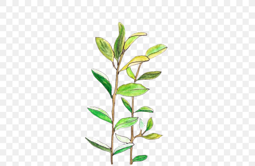 Leaf Image Transparency Plant Stem, PNG, 700x534px, Leaf, Branch, Drawing, Flower, Herb Download Free