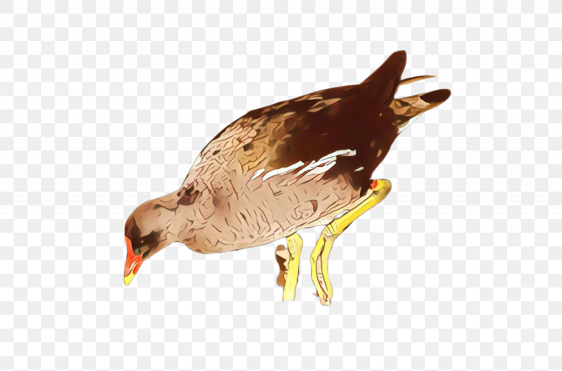 Bird Beak Water Bird, PNG, 2460x1628px, Bird, Beak, Water Bird Download Free