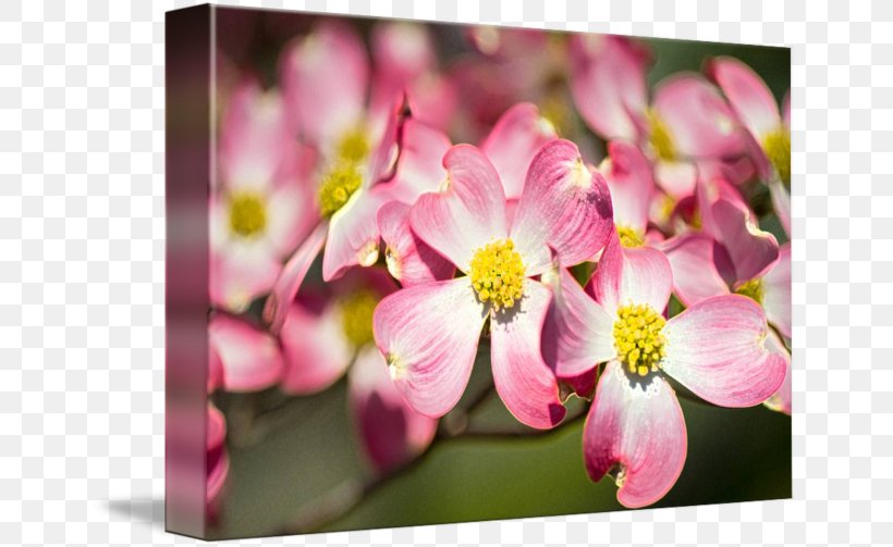 Cherry Blossom Pink M ST.AU.150 MIN.V.UNC.NR AD, PNG, 650x503px, Blossom, Branch, Cherry, Cherry Blossom, Flora Download Free