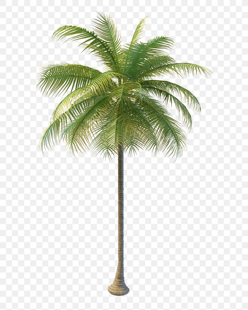 Hyophorbe Lagenicaulis Coconut Wodyetia Sabal Palm Tree, PNG ...