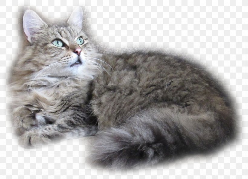 Kitten Siberian Cat American Bobtail Maine Coon Whiskers, PNG, 860x621px, Kitten, American Bobtail, Asian Semi Longhair, Asian Semilonghair, British Semi Longhair Download Free