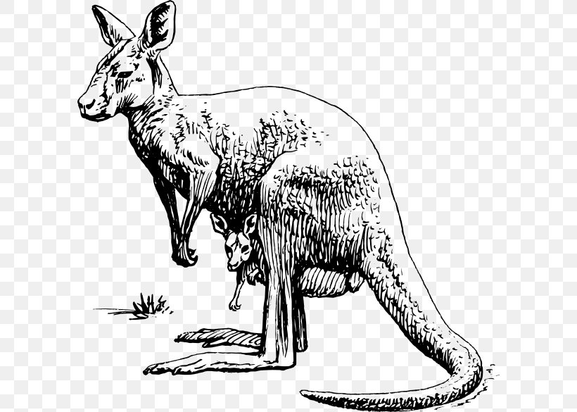 Macropodidae Red Kangaroo Clip Art, PNG, 600x585px, Macropodidae, Animal Figure, Black And White, Boxing Kangaroo, Carnivoran Download Free