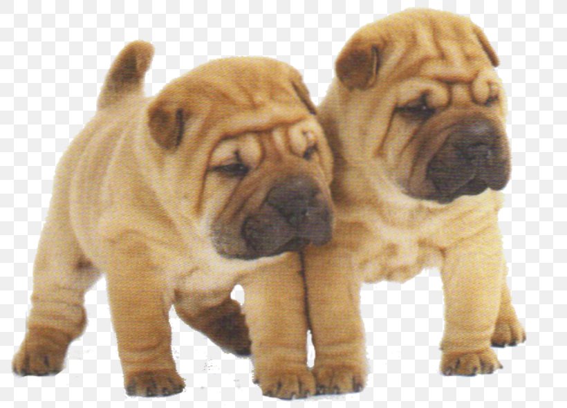 Miniature Shar Pei Boxer Puppy English Cocker Spaniel, PNG, 800x590px, Shar Pei, American Kennel Club, Boxer, Breed, Bulldog Download Free