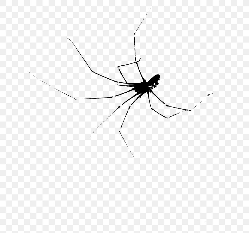 Widow Spiders Insect Mosquito Black And White, PNG, 630x767px, Spider, Arachnid, Arthropod, Black And White, Fly Download Free