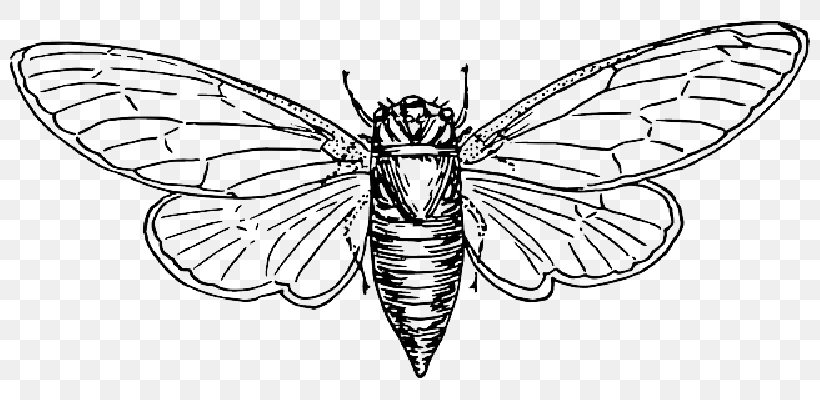 Locust Vector Graphics Insect Clip Art Drawing, PNG, 800x400px, Locust, Arthropod, Australian Plague Locust, Blackandwhite, Butterfly Download Free
