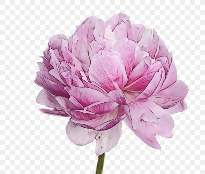 Flower Pink Petal Plant Cut Flowers, PNG, 1506x1280px, Spring Flower, Chinese Peony, Cut Flowers, Flower, Flowers Download Free