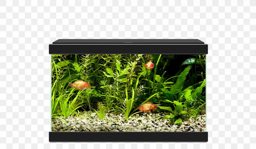 Goldfish Aquariums Ciano Aqua 20 Nano Aquarium, PNG, 1200x700px, Goldfish, Aquarium, Aquarium Decor, Aquarium Filters, Aquariums Download Free