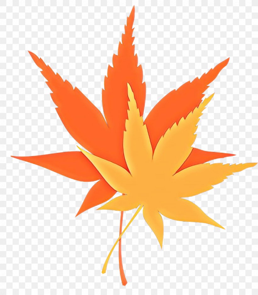 Maple Leaf, PNG, 872x1000px, Cartoon, Flowering Plant, Leaf, Maple Leaf, Orange Download Free