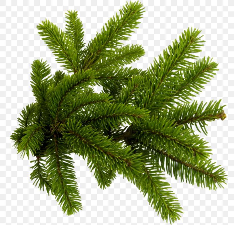 Pine Clip Art Image Fir, PNG, 780x788px, Pine, Biome, Branch, Conifer, Conifer Cone Download Free