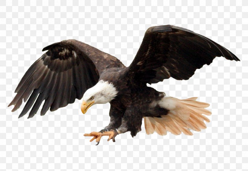 Bald Eagle Clip Art Image, PNG, 1000x691px, Bald Eagle, Accipitriformes, Animal, Beak, Bird Download Free