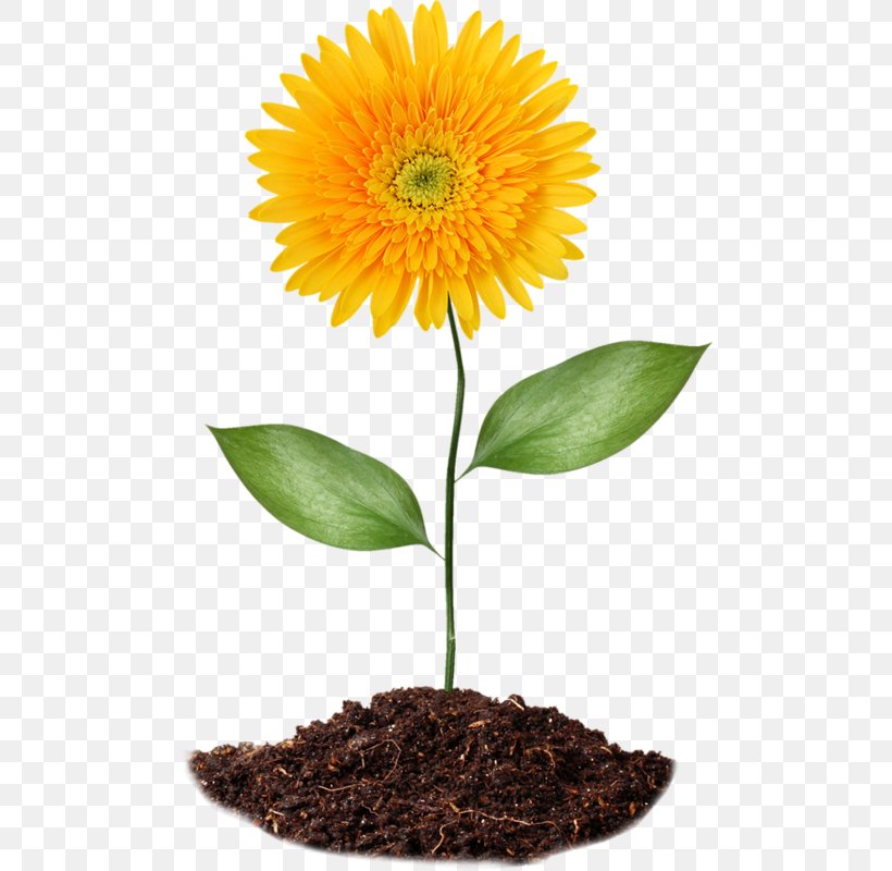 Common Sunflower Soil Clip Art, PNG, 492x800px, Flower, Chernozem, Common Sunflower, Cut Flowers, Daisy Family Download Free
