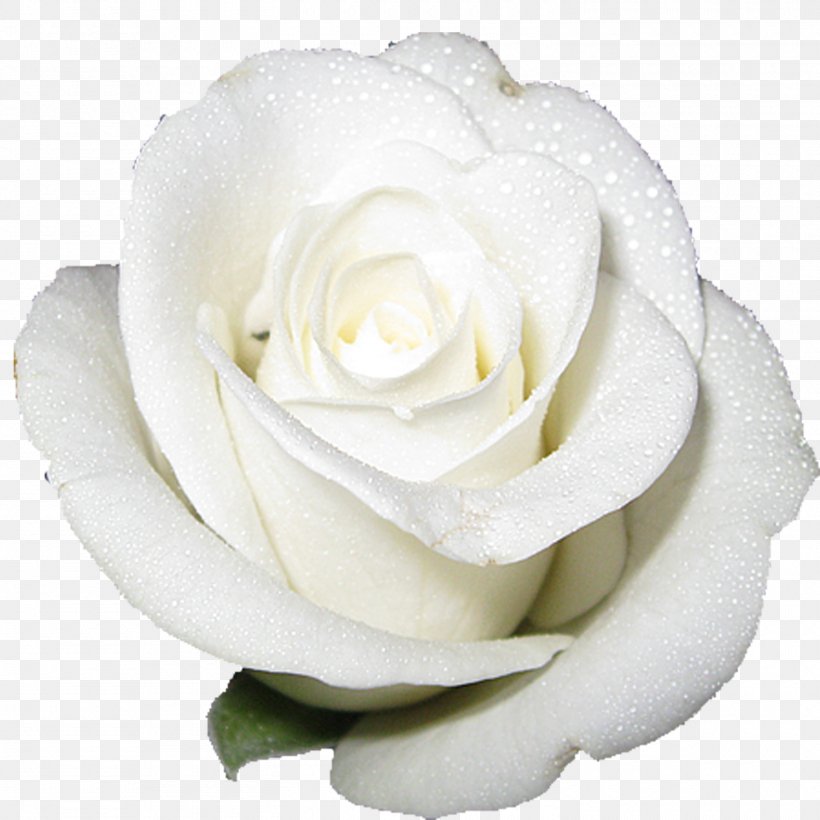 Cut-flower Roses White, PNG, 1500x1500px, Cutflower Roses, Birth Flower, Cut Flowers, Floribunda, Flower Download Free