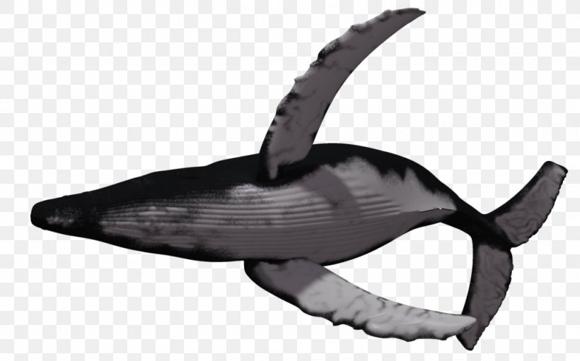 Humpback Whale Killer Whale Clip Art, PNG, 1024x639px, 3d Computer Graphics, 52hertz Whale, Whale, Blue Whale, Bowhead Whale Download Free