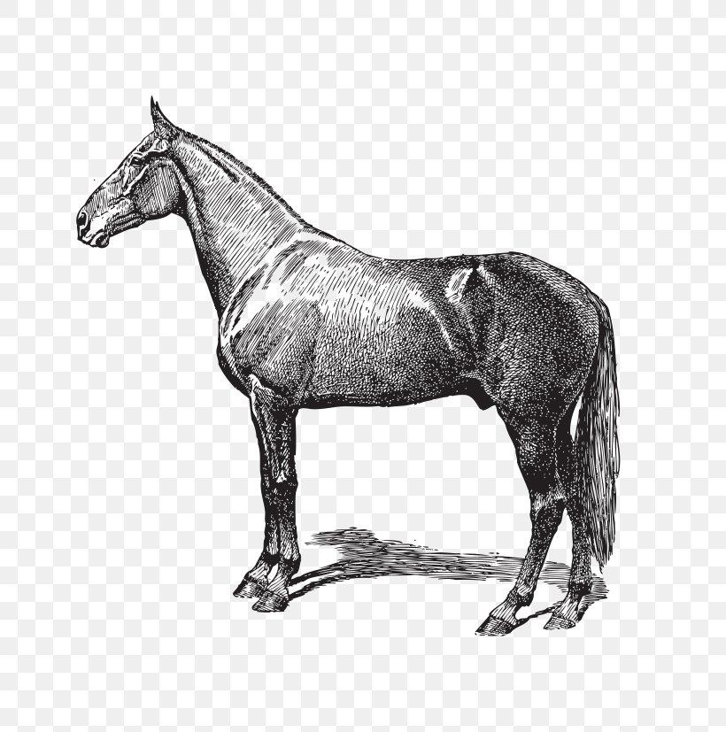 Livestock Horse Cattle Clip Art, PNG, 803x827px, Livestock, Bit, Black And White, Bridle, Cattle Download Free