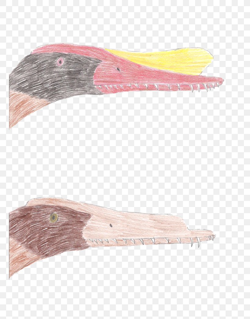 Pelagornis sandersi фото