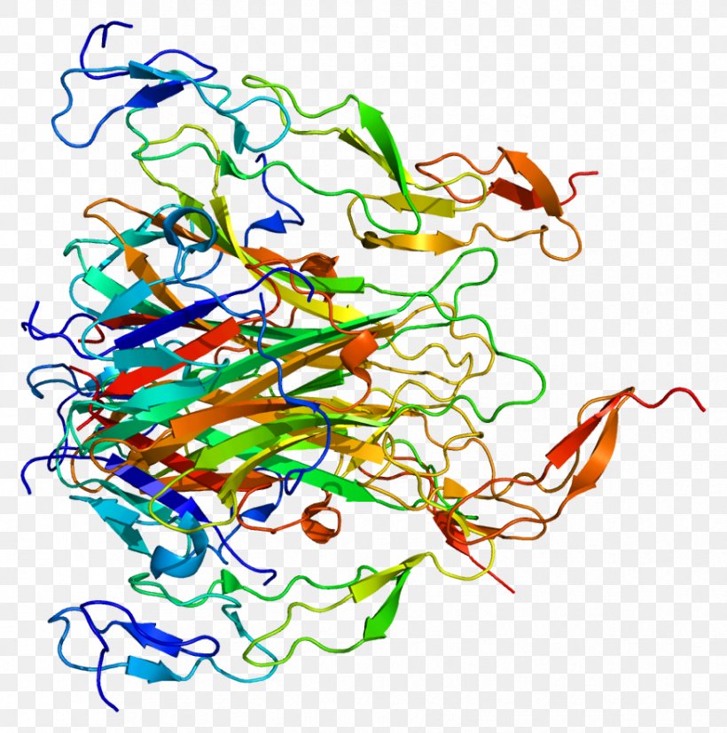 TRAIL Death Receptor 5 Protein Apoptosis Cell, PNG, 876x884px, Trail, Apoptosis, Art, Artwork, Branch Download Free