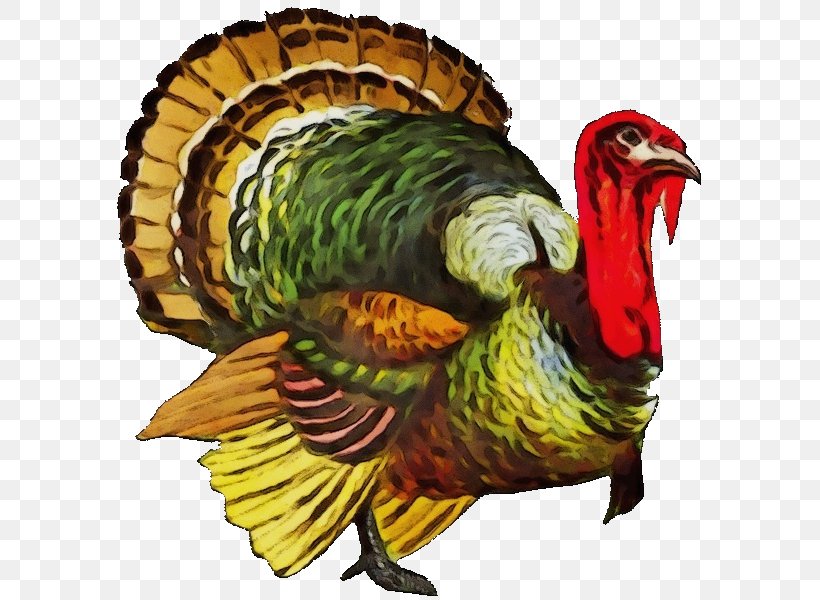 Turkey Thanksgiving, PNG, 591x600px, Watercolor, Animal, Beak, Bird, Bird Feeding Download Free