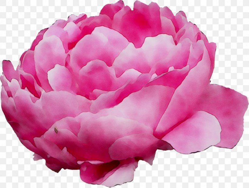 Cabbage Rose Garden Roses Peony Cut Flowers Herbaceous Plant, PNG, 1034x780px, Cabbage Rose, Chinese Peony, Common Peony, Cut Flowers, Family M Invest Doo Download Free