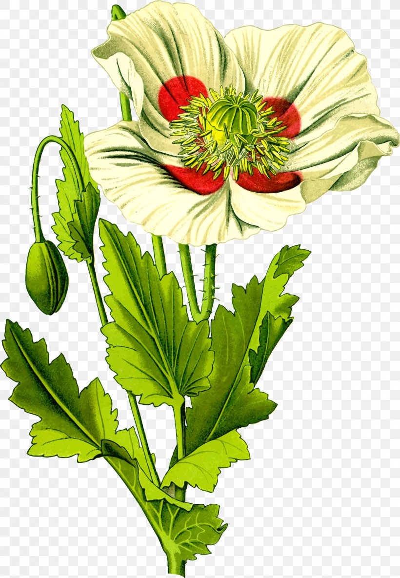 Opium Poppy Common Poppy Papaver Orientale Plant, PNG, 1660x2400px, Watercolor, Cartoon, Flower, Frame, Heart Download Free