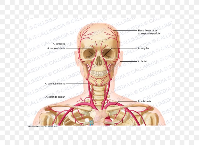 Supratrochlear Artery Vein Neck Human Body, PNG, 600x600px, Watercolor, Cartoon, Flower, Frame, Heart Download Free