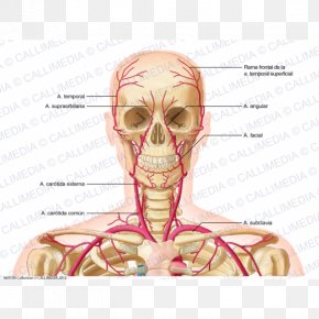 Forehead Anatomy Supratrochlear Artery Supraorbital Artery Physiology ...