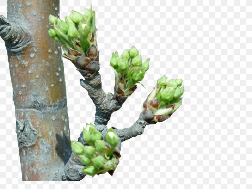 Bud Trunk, PNG, 1024x768px, Bud, Apple, Branch, Cluster Analysis, Computer Cluster Download Free