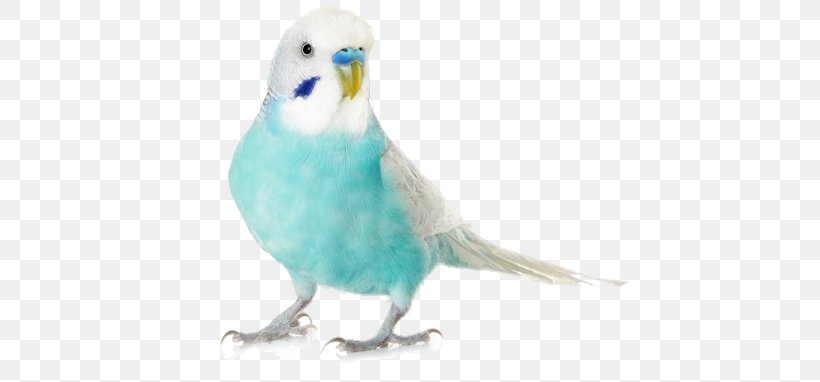 Budgerigar Parrot Lovebird Cockatiel, PNG, 472x382px, Budgerigar, Beak, Bird, Bradlands Pet Supplies, Cage Download Free