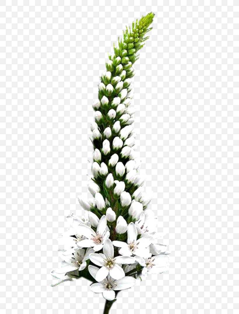Cut Flowers Grasses Plant Stem Family, PNG, 800x1077px, Cut Flowers, Family, Flower, Flowering Plant, Grass Family Download Free