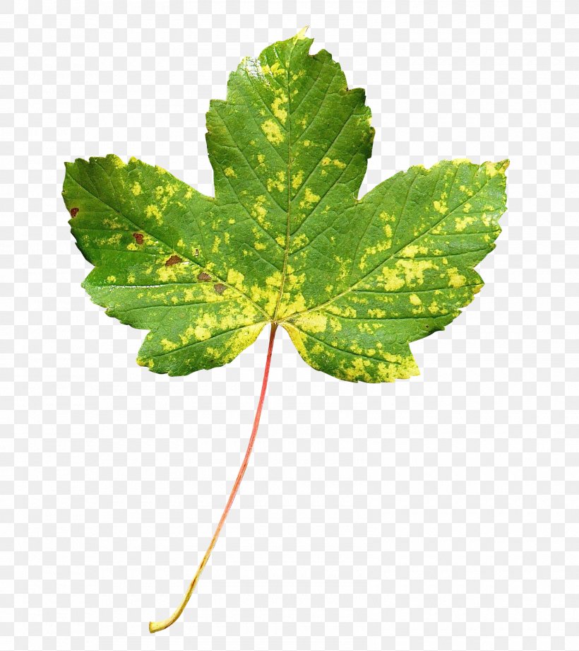 Leaf, PNG, 1600x1798px, 150th Anniversary Of Canada, Canada, Animation, Flag Of Canada, Green Download Free