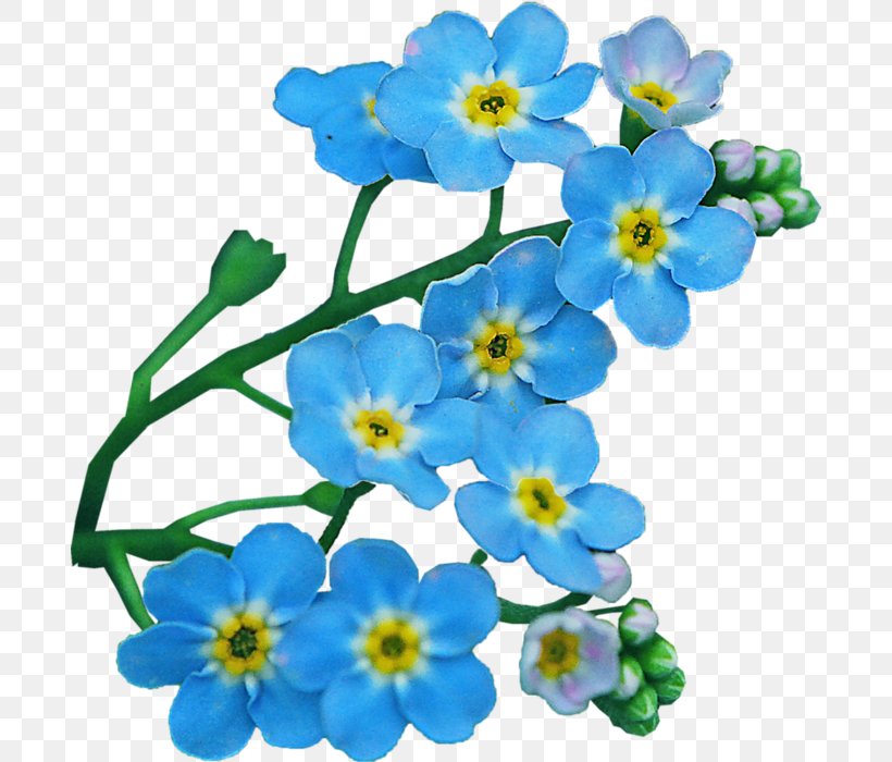 Scorpion Grasses Flower Clip Art, PNG, 690x700px, Scorpion Grasses, Annual Plant, Blue, Borage Family, Cut Flowers Download Free