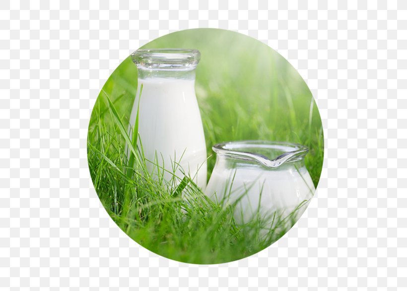 Cow's Milk Taurine Cattle Arla Foods Raw Milk, PNG, 500x588px, Milk, Arla Foods, Bottle, Dairy Products, Food Download Free