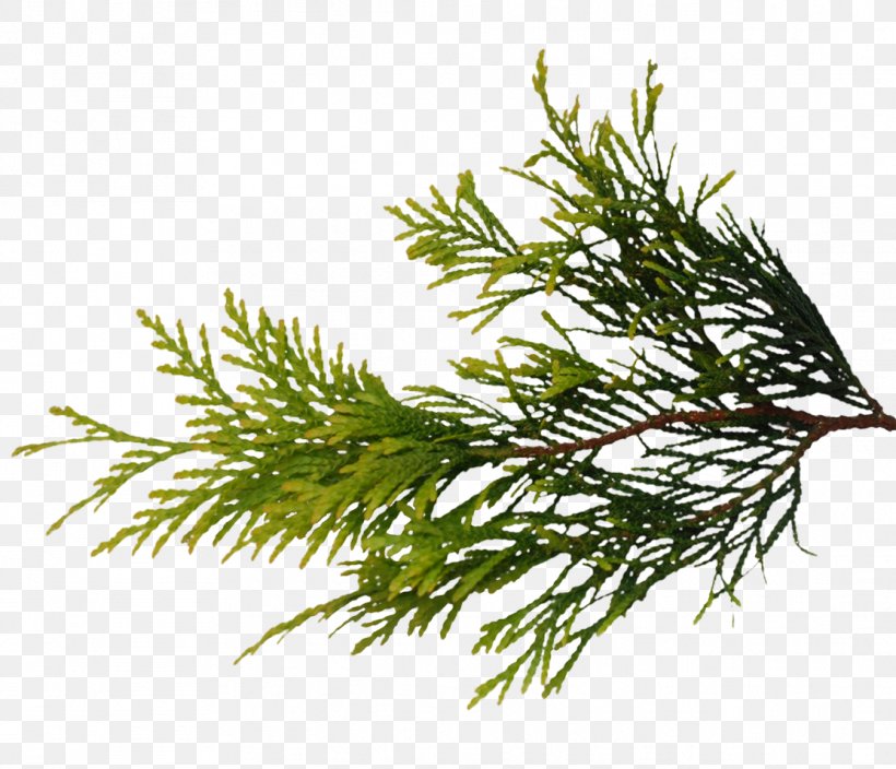 Pine Branch Texture Mapping Fir Grasses, PNG, 1113x956px, 3d Computer Graphics, Pine, Branch, Conifer, Cypress Family Download Free