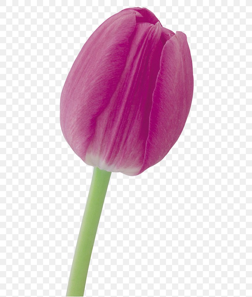 Tulip Cut Flowers Petal Purple, PNG, 500x964px, Tulip, Cut Flowers, Floristry, Flower, Flowering Plant Download Free
