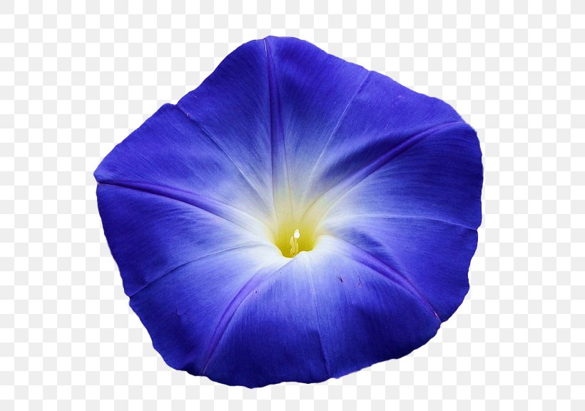 Flower Blue Violet Morning Glory Light, PNG, 607x576px, Flower, Beach Moonflower, Blue, Cobalt Blue, Color Download Free