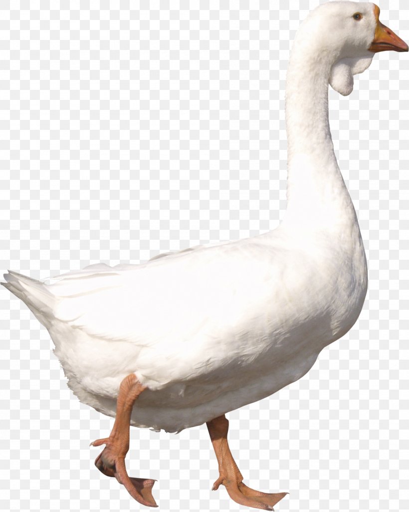 Goose Duck, PNG, 1896x2370px, American Pekin, Anatidae, Animal, Beak, Bird Download Free
