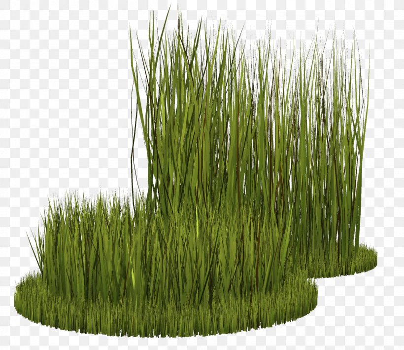 Grasses Plant Ryegrass, PNG, 1257x1088px, Grasses, Banco De Imagens, Chrysopogon Zizanioides, Commodity, Drawing Download Free
