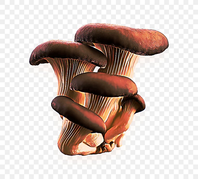 Mushroom Cartoon, PNG, 740x740px, Edible Mushroom, Agaric, Agaricus, Medicinal Mushroom, Mushroom Download Free