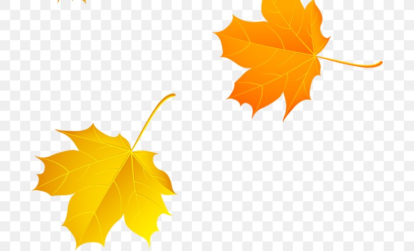 Autumn Maple Leaf, PNG, 696x499px, Autumn, Color, Deciduous, Flowering Plant, Google Images Download Free