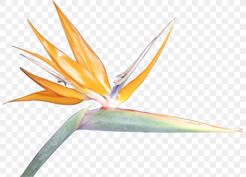 Bird-of-paradise Bird Of Paradise Flower Clip Art, PNG, 800x591px, Bird, Bird Of Paradise Flower, Birdofparadise, Drawing, Flora Download Free
