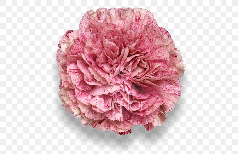 Carnation Cabbage Rose Cut Flowers Pink M, PNG, 652x532px, Carnation, Cabbage Rose, Chinese Peony, Common Peony, Cut Flowers Download Free